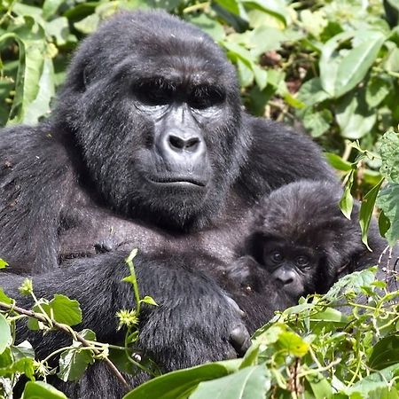 Buhoma Silverback Lodge المظهر الخارجي الصورة