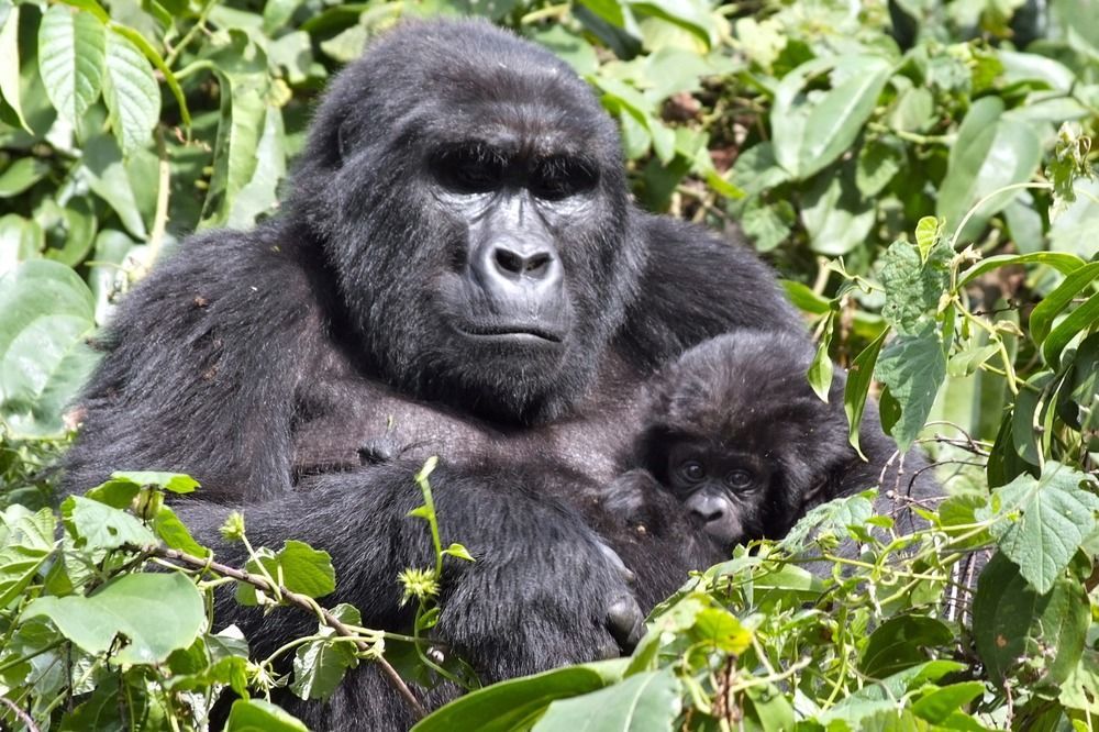 Buhoma Silverback Lodge المظهر الخارجي الصورة